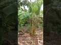 1,1ha vườn cây ăn trái Hưng Lộc, được 8 năm 1,1ha vườn cây ăn trái Hưng Lộc, được 8 năm
