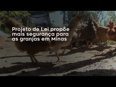 Vídeo: Projeto de Lei propõe mais segurança para as granjas em Minas