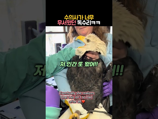 수의사가 너무 무서웠던 독수리 #동물 #독수리 #흰머리수리