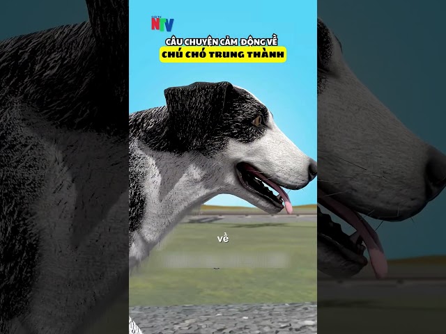 Câu Chuyện Cảm Động Về Chú Chó Trung Thành 😥 #shortsvideo  #giaitrintv