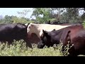 Texas cattle ranchers battle drought, extreme heat