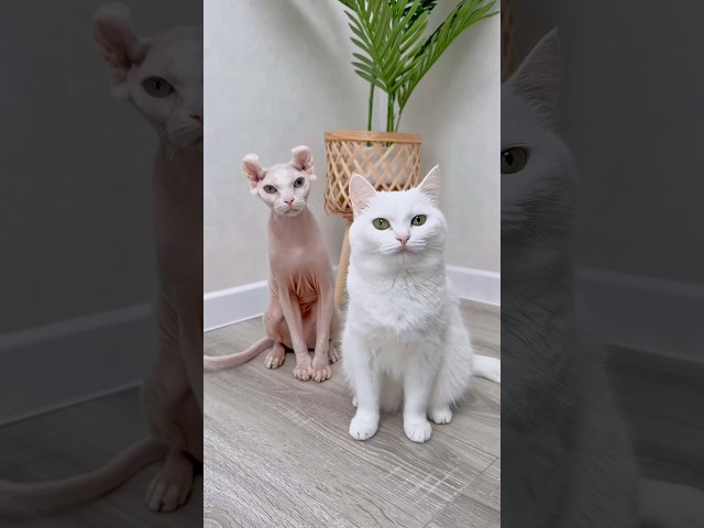 У НАС ПОЯВИЛСЯ ТРЕТИЙ КОТ?!🥺 #котики