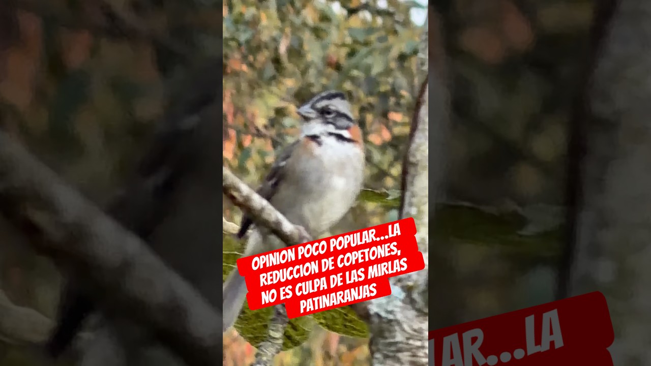 Opinión impopular: los copetones (Zonotrichia capensis) NO se estan extinguiendo