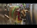 Cow wedding in Gujarat cost Rs. 18 lakh