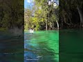 Feral monkeys cannonball into water in Florida