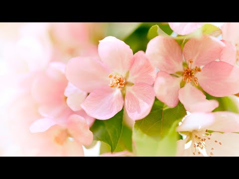 Relaxing Morning Music - Positive Energy and Stress Relief (Taylor)