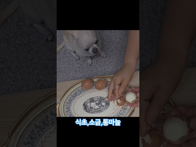 제리,달걀 삶을 때 넣으면 좋은건 #doglover #cutepuppy #chihuahua #치와와 #반려견일상 #강아지일상 #건강이 최고