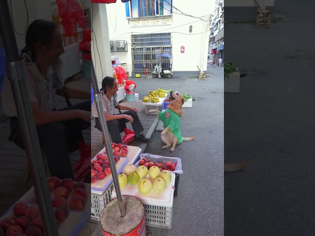 狗狗躺倒求送黃瓜，又動腦拿黃瓜換肉成功，最後20元卻還錯人了Xiaodan returned 20 yuan to the aunt who first gave her the cucumbers.