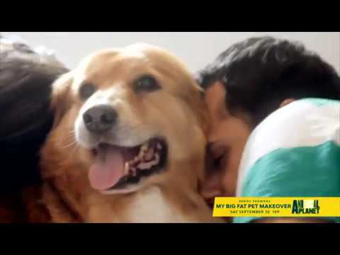 My Big Fat Pet Makeover'