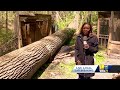 Red-tailed hawk missing after tree destroys Oregon Ridge habitat  - 01:46 min - News - Video