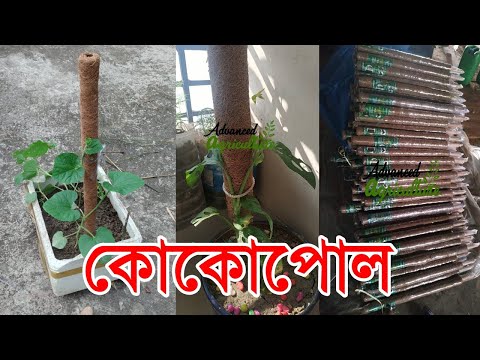 video কোকো গ্রোয়িং স্টিক / কোকোপোল ৩৮ ইঞ্চি