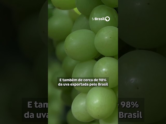 Caminhos da Reportagem | Vale do São Francisco é o maior exportador de manga e uva no Brasil