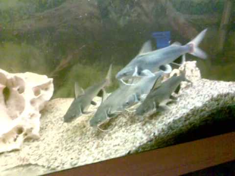 Meine Minihaie März 08 - YouTube