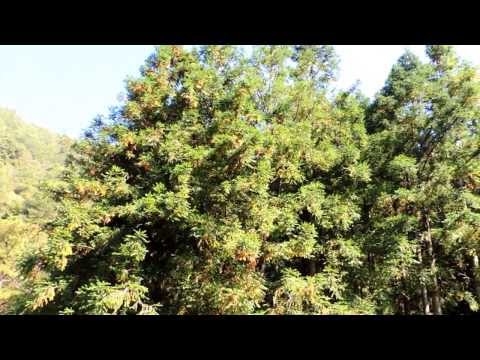 梨花淚(于櫻櫻).mp4