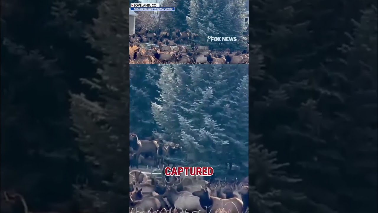 WHAT THE HERD?!: Massive Elk herd takes over backyard #shorts #foxnews #us #news