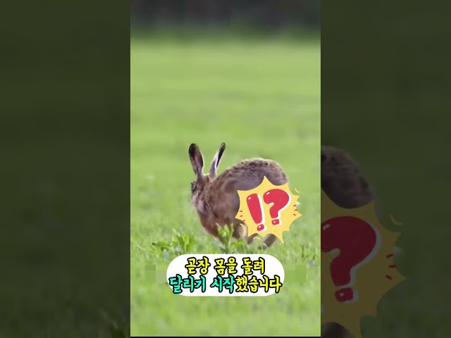 토끼 엄마가 오열하며 새끼에게 밥을 준 이유