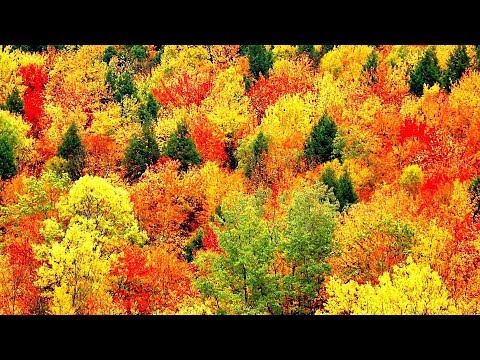 Peaceful Music, Relaxing Music, Instrumental Music,