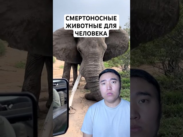 Топ 10 Самых Опасных Животных Для Человека