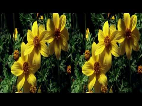 Царство растений 2 серия-Раскрытие секретов. FullHD 3D (горизонтальная анаморфная стереопара)