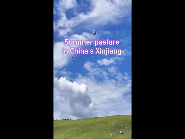 Serene summer pasture in China's Xinjiang