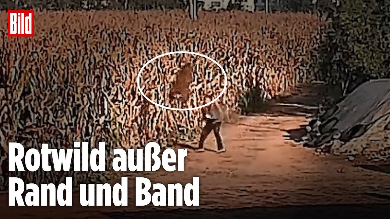 China: Plötzlich kommt ein Hirsch geflogen