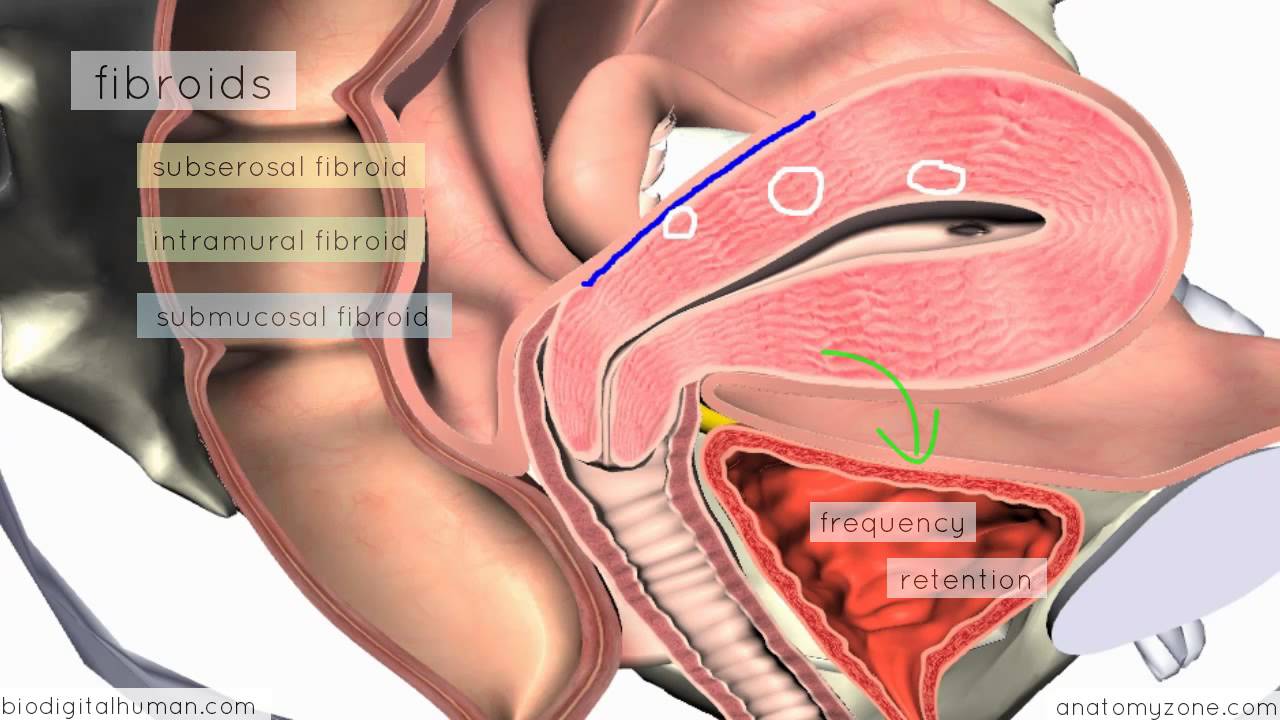 clinical-reproductive-anatomy-uterus-3d-anatomy-tutorial-youtube