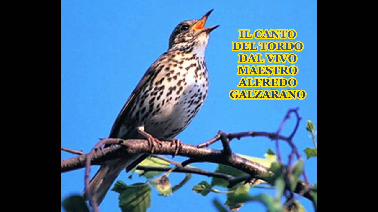 SCARICARE CANTO DEL TORDO BOTTACCIO