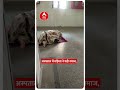 UP : Prayagraj के अस्पताल में महिला ने पढ़ी नमाज, Video हुआ Viral । #shorts  - 00:36 min - News - Video
