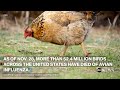 What to know about the deadliest bird flu outbreak in history  - 01:07 min - News - Video
