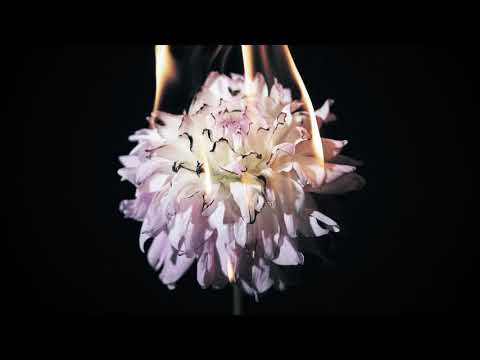 日食なつこ「致死量の自由」11th MV