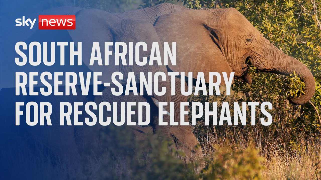 Watch live: World Elephant Day at a South African reserve-sanctuary for rescued elephants