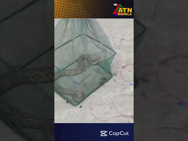 মানিকগঞ্জের পদ্মা পাড় থেকে  রাসেল ভাইপার সাপ উদ্ধার  । #atn #atnkhobor #atntvnews