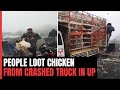 Truck With Chickens Crashes On UP Highway. Bystanders Run Away With Bagfuls