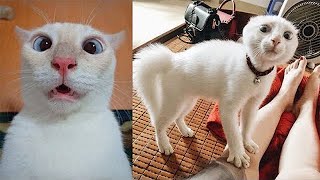 Try Not To Laugh or Grin While Watching Funny Animals Compilation With The Funniest Animal Vines. IM
