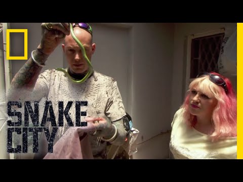 Snake City'
