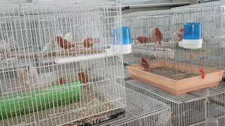 طريقتي في تجهيز طيور الكناري قبل موسم التزاوج