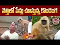 నెత్తిలో పేన్లు చూస్తున్న కొండెంగ | Monkey Human Relationship | Garam Garam Varthalu | Sakshi TV