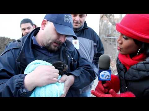 Hope For Dogs Like My DoDo - Top 10 Best Puppy Rescue Videos of All Time