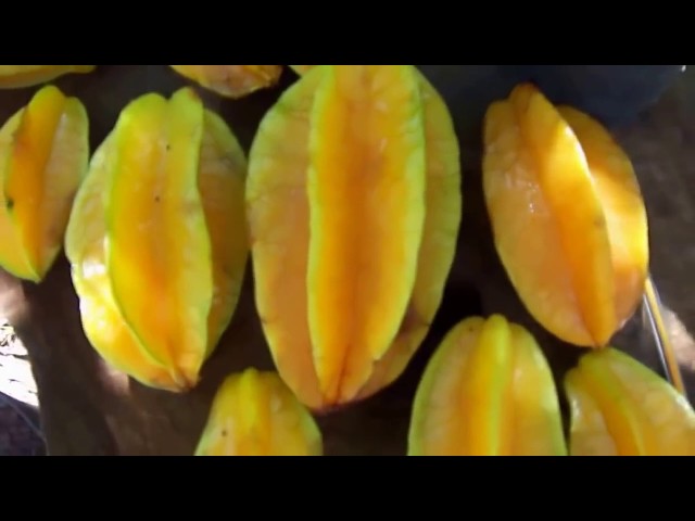 Como cultivar Carambola Como cultivar Carambola