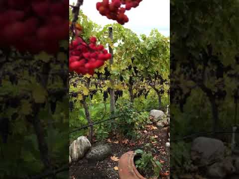 Vidéo de l’hébergement