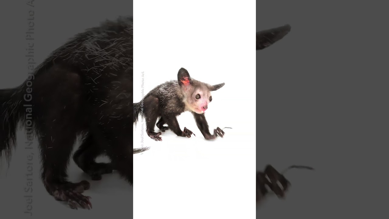Meet the Aye-Aye: Bad Luck or Misunderstood? 🤔