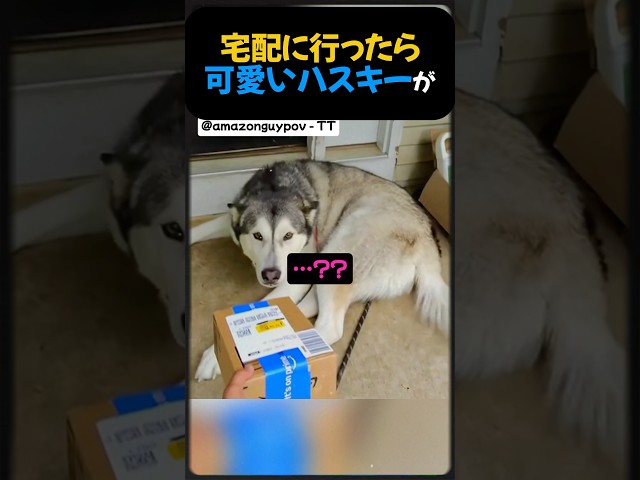 配達に行ったらハスキーがいた。