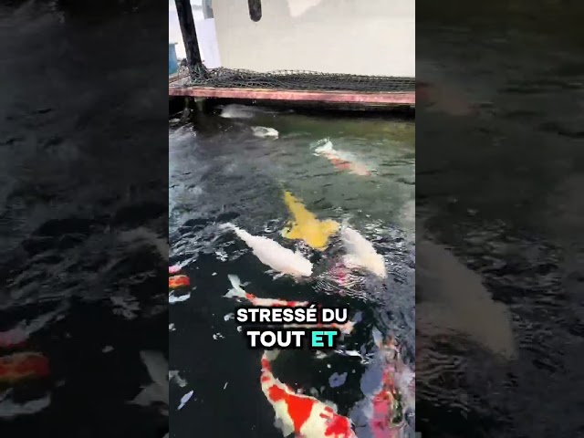 Qui a déjà vu 🧸 Nounours?!