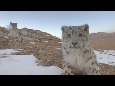 Disneynature: Ghost of the Mountains'
