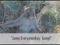 Jump, Every Monkey, Jump!