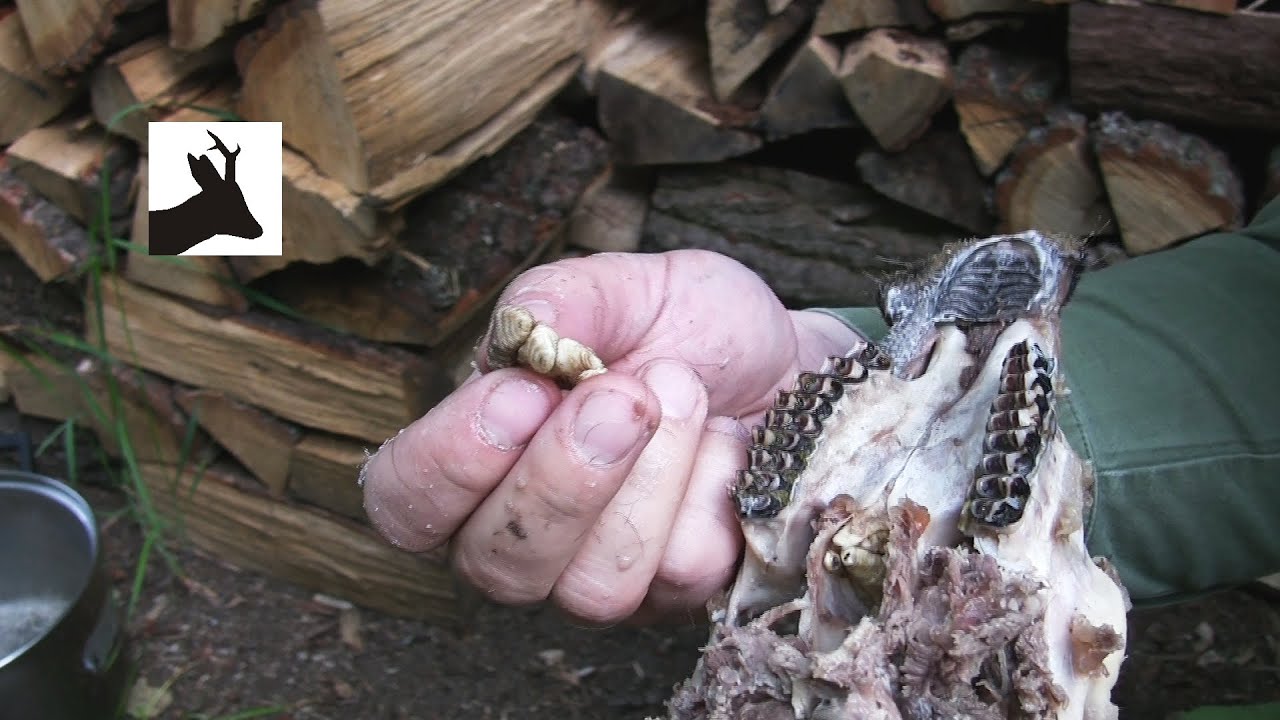 Nasal bot fly infestation in roe deer - Larwy strzykacza sarniego - YouTube