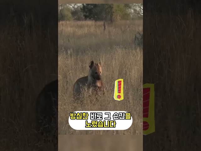 표범을 무시한 하이에나의 최후