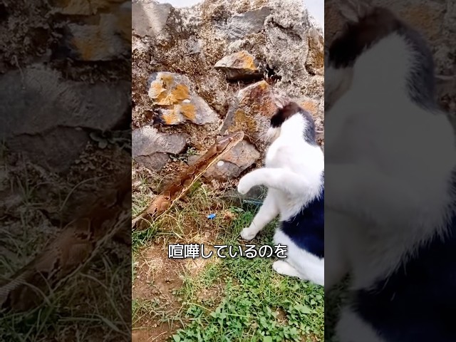 ヘビが猫に勝てない理由