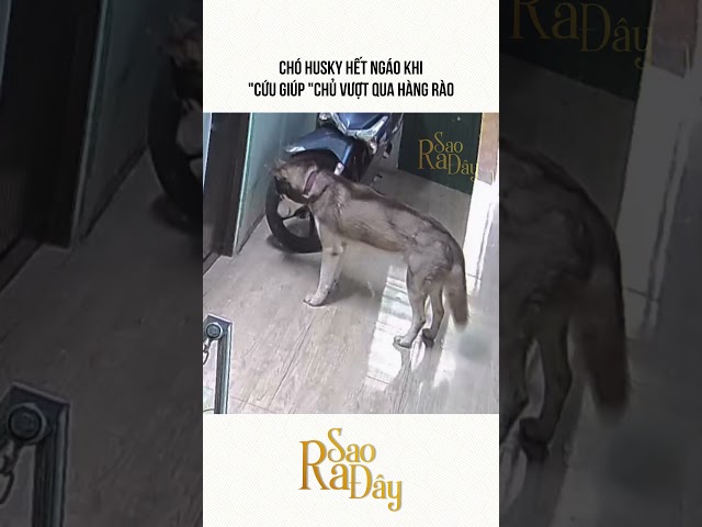 CHÓ HUSKY HẾT NGÁO KHI "CỨU GIÚP "CHỦ VƯỢT QUA HÀNG RÀO