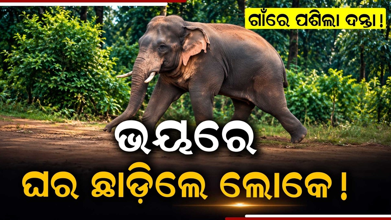 Wild Tusker Enters Village In Sundargarh, Locals Panic In Fear | Argus News